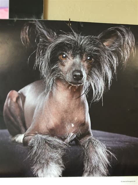 Pin de Tonya Abernathy em Chinese crested dogs | Cães, Cão de crista chinês