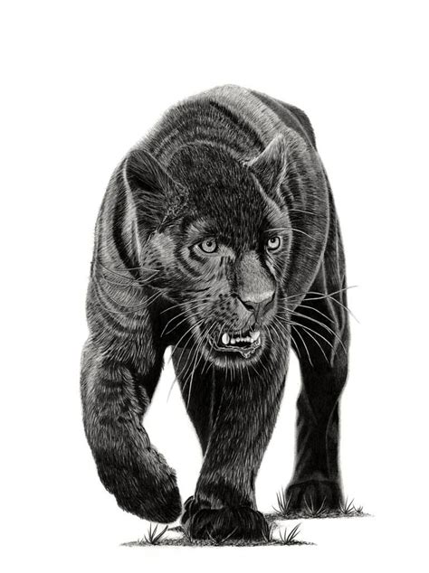 Black Panther Animal Drawing - GUWRL