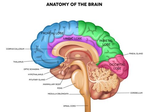 2,041 Brain Lateral View Royalty-Free Images, Stock Photos & Pictures ...