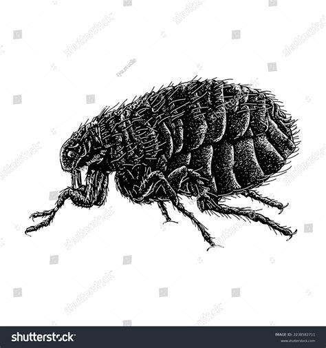 Flea Hand Drawing Vector Isolated On Stock Vector (Royalty Free ...