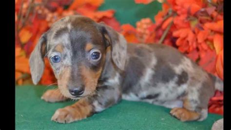 55+ Dapple Mini Dachshund Breeders Pic - Bleumoonproductions