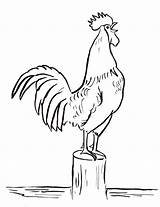 Chicken And Rooster Coloring Pages sketch template