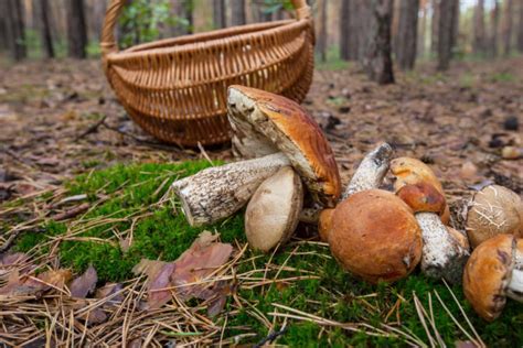 Foraging for Mushrooms: The Beginner's Guide - Mushroom Insider