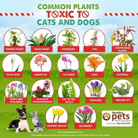 Toxic plants to cats and dogs | Cat plants, Toxic plants for cats, Cat ...