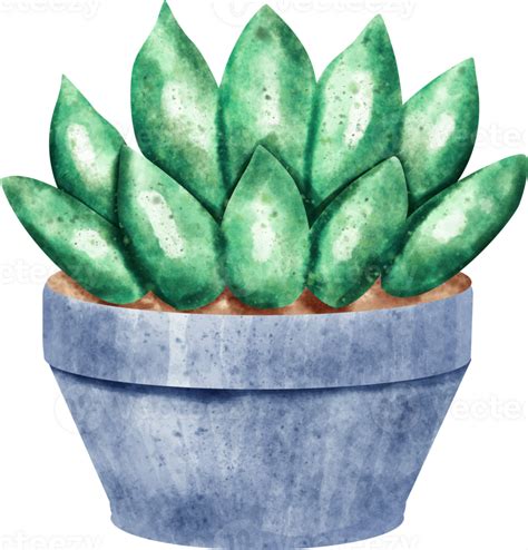 watercolor succulent plant 23323925 PNG