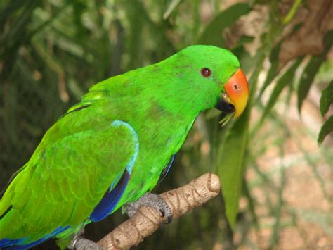 Male Eclectus Parrot, Adelaide Zoo - Trevor's Birding