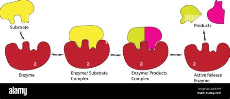 lock and key model of enzyme, Biological model of lock and key mechanism, steps of enzyme and ...