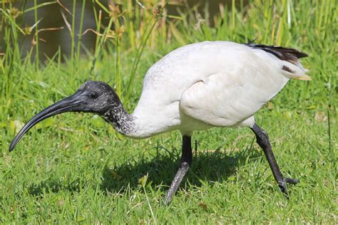 White ibis | New Zealand Birds Online