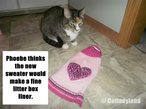 Catladyland: Cats are Funny: Cat Would Rather Poop on New Sweater