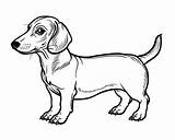 Dachshund Coloring Pages sketch template