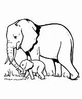 Elephant coloring page To Download For Free  Coloring Pages sketch template