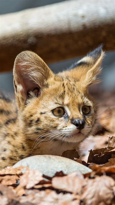 Baby serval among leaves - backiee