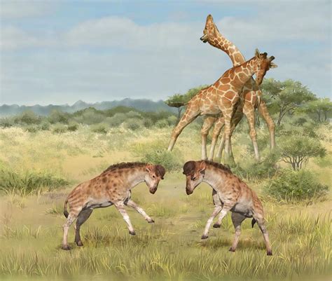 Animal reproduction: Giraffes’ necks may have evolved for sexual competition | Science & Tech ...