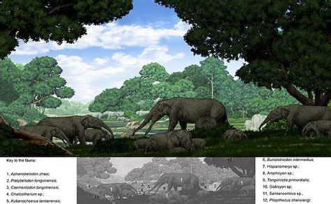 A weird combination of Deinotherium and Platybelodon- Elephantiformes without ivories