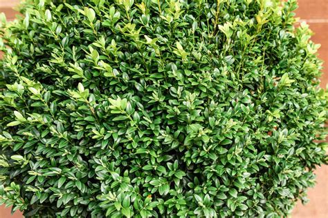 How to Grow and Care for Boxwood (Box) Shrubs