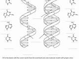 Dna Coloring Pages sketch template