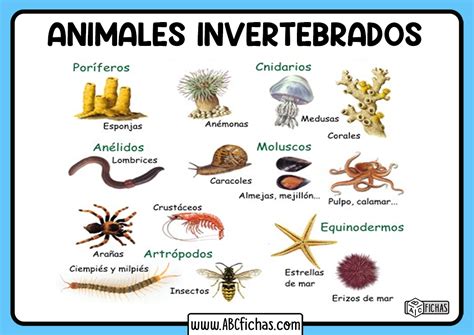 Los Animales Invertebrados | Clasificación y Tipos de Invertebrados