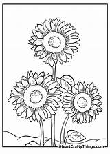 Coloring Pages Of Sunflowers Printable sketch template