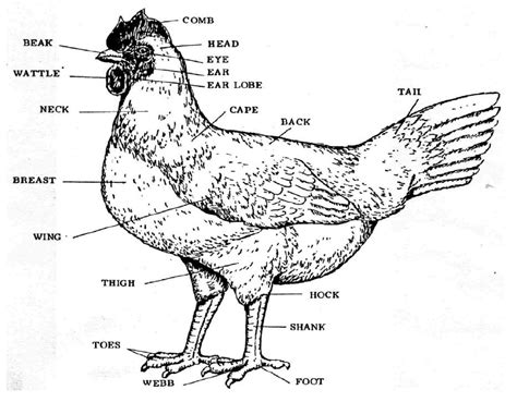 Chicken Anatomy - Parts | Teaching Ideas | Pinterest | Anatomy and Livestock