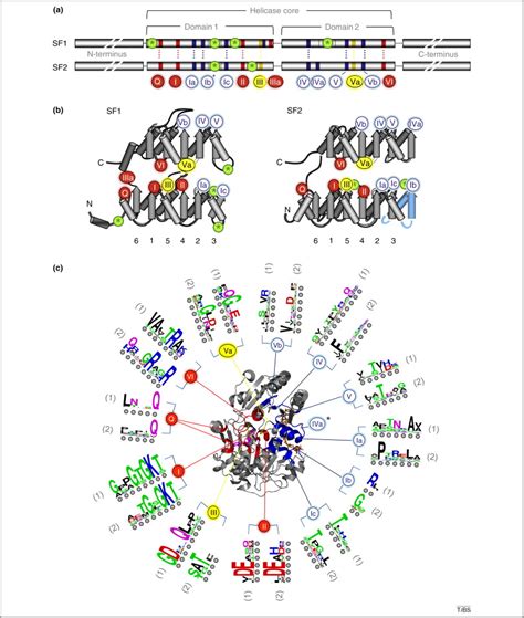 RNA helicases at work: binding and rearranging: Trends in Biochemical ...