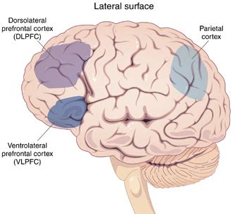 Dorsolateral Prefrontal Cortex — American Brain Stimulation Clinic ••• TrueMind