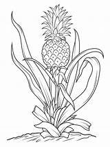 Pineapple Plant coloring Page  Download Print Or Color Online For Free sketch template