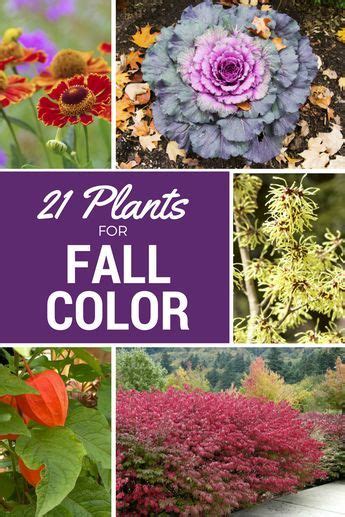30 Ways to Color Your Yard This Fall | Fall landscaping, Fall flowers garden, Fall plants