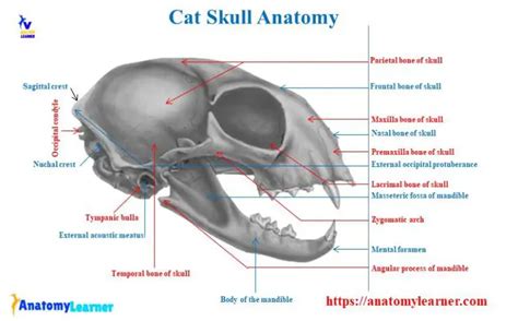 Cat Skull Anatomy with Labeled Diagram » AnatomyLearner >> The Place to Learn Veterinary Anatomy ...