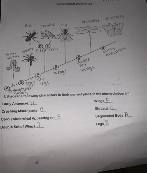 How Does a Cladogram Reveal Evolutionary Relationships? - Worksheets Library