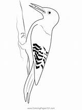 White Woodpecker Bird Coloring Page For Kids  Free Woodpeckers sketch template