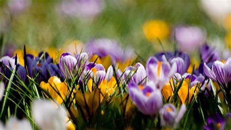 Beautiful spring wallpapers, Pictures, Images