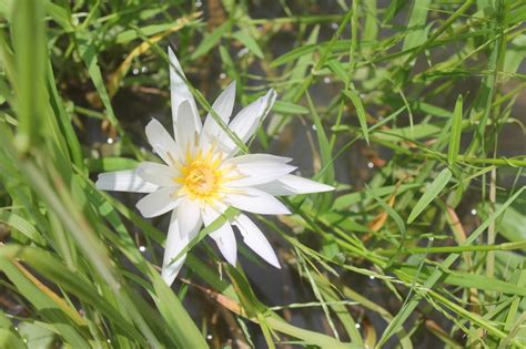 West African Plants - A Photo Guide - Nymphaea lotus L.