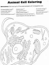 Biologycornercom Animal Cell Coloring Key /  sketch template