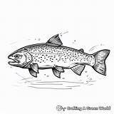 Trout Coloring Pages  Free & Printable sketch template