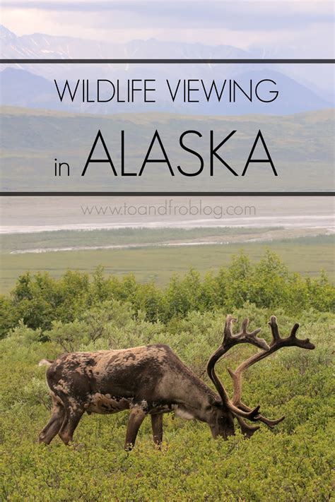 Wildlife Viewing in Alaska | To & Fro