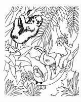 Rainforest Coloring Pages  Best For Kids sketch template