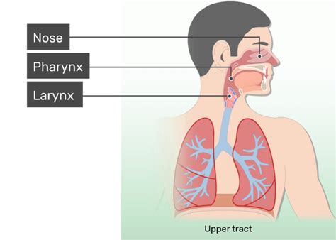 Respiratory System Anatomy - Major Zones & Divisions