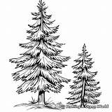 Pine Tree Coloring Pages  Free & Printable sketch template