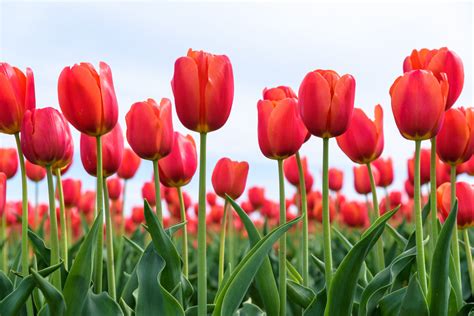 Tulips - Beautiful Spring Flowers - MyStart