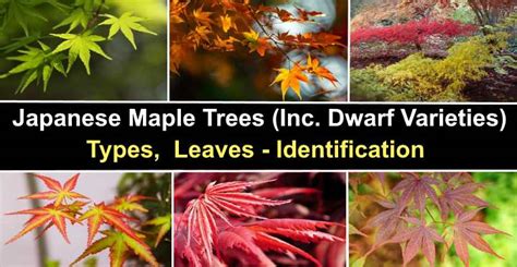 20 Japanese Maple Trees: Types, Leaves (Pictures) – Identification