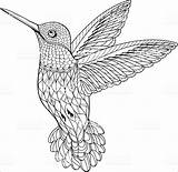 Realistic Hummingbird Coloring Page  ColoringBay sketch template
