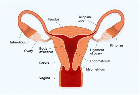 Endometrial Thickness during Pregnancy – Causes & Treatment