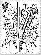 Corn Coloring Pages Printable  Home sketch template