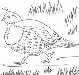 California Valley Quail Coloring Page  Free Printable Pages sketch template