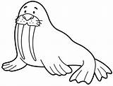 Walrus coloring Page  Free Printable Coloring Pages sketch template