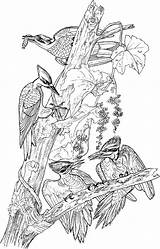 Hairy Woodpecker Coloring Page  Free Printable Pages For Kids sketch template