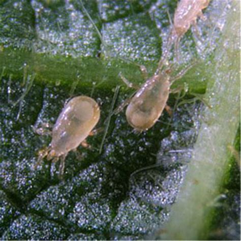 Neoseiulus (=Amblyseius) cucumeris Thrips Predator