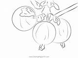 Red Gooseberry Coloring Page For Kids  Free Printable sketch template
