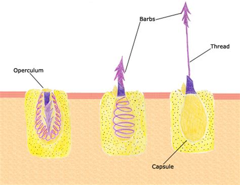 Corals Tutorial: Nematocyst Cell