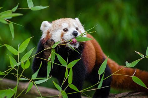Red Panda | Red panda, Panda day, Panda